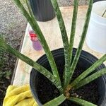 Dracaena stuckyi Yaprak