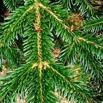 Abies cephalonica Folha