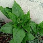 Mirabilis longiflora Leaf