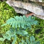 Polypodium vulgare Агульны выгляд