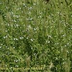 Veronica anagalloides Buveinė