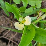 Commelina africana Květ