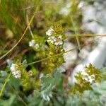 Euphrasia pectinata Flower