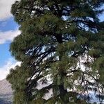 Pinus devoniana عادت داشتن