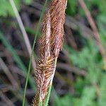 Carex hispida Egyéb