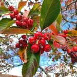 Crataegus persimilis Fruit