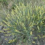 Anthyllis cytisoides Bark