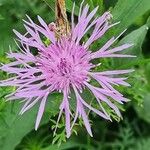 Centaurea nigrescensÕis