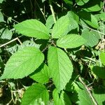 Rubus praticolor Outro