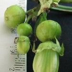 Cayaponia granatensis Vrucht