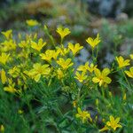 Linum flavum Flower