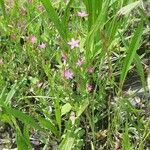 Centaurium pulchellumFlower