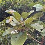 Coussapoa villosa Leaf