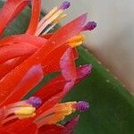 Billbergia pyramidalis Fleur