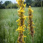 Asphodeline lutea عادت داشتن