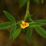 Stylosanthes fruticosa Flor