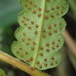 Thelypteris arbuscula Leaf