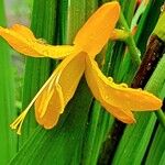 Crocosmia aurea Blüte