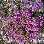 Thymus longiflorus Flower