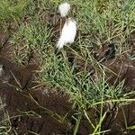 Eriophorum angustifolium Hábito