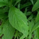 Lobelia siphilitica Leaf