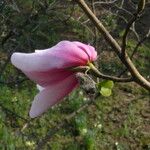 Magnolia dawsoniana Blomma