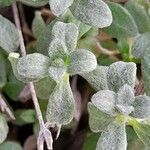 Cerastium biebersteinii ഇല