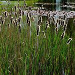 Typha angustifolia عادت داشتن