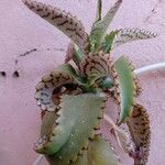 Kalanchoe daigremontiana Leaf
