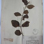 Terminalia anogeissiana Sonstige