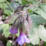 Pulmonaria affinis Fula