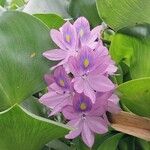 Pontederia crassipes Цвят