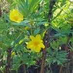 Paeonia ludlowii Цветок