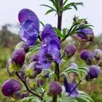 Aconitum napellus Virág