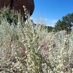 Artemisia frigida Flower
