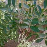 Sophora secundiflora Blatt