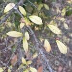 Syzygium paniculatum Leaf