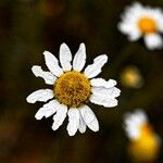 Anthemis cotulaപുഷ്പം