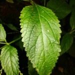 Verbena urticifolia Лист