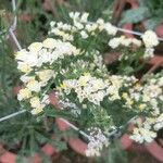 Limonium sinuatumЦвят