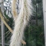 Cleistocactus winteri Blad