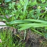 Allium triquetrum Leaf