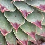 Sempervivum calcareum Leaf