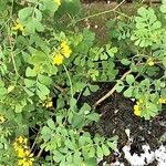 Coronilla coronata Folha