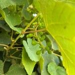 Vitis labrusca Folha