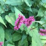 Persicaria orientalis Ліст