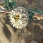 Neurada procumbens Fruit