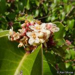 Rhus ovata Flower