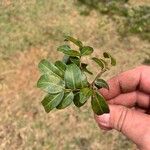 Ficus cestrifolia 叶