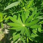 Lupinus polyphyllus Feuille